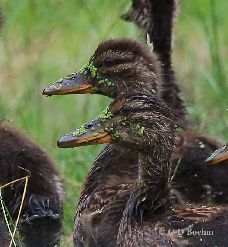 08 Stockenten  Nachwuchs 16.07.2019 m.K