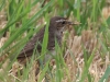 05 Blaukehlchen W 16.07.2019 m.K