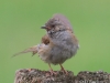 06 Jungvogel 16.07.2019 m.K