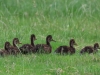 07 Stockenten 16.07.2019 m.K