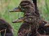 08 Stockenten  Nachwuchs 16.07.2019 m.K