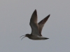 03 Regenbrachvogel  22.07.2019 m.K