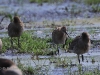 04 Gr0ßer Brachvogel  07.08.2019 m.K