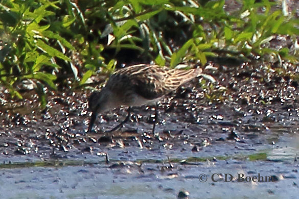 01 Zwergstrandlaeufer 12.08.2019 m.K
