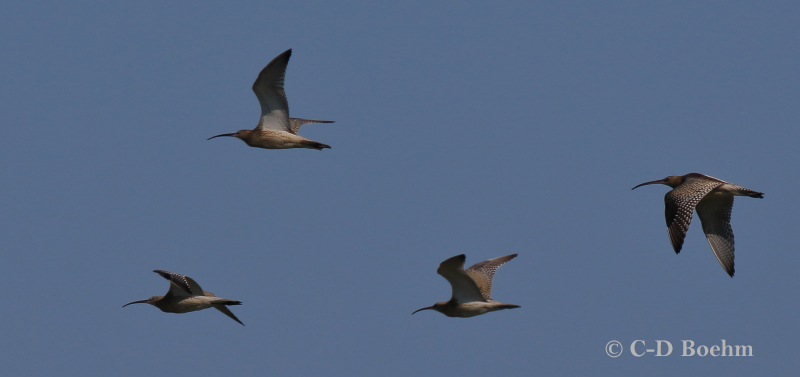 02 Großer Brachvogel 12.08.2019 m.K