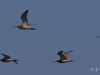 02 Großer Brachvogel 12.08.2019 m.K