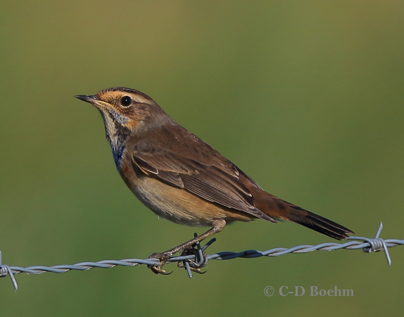 02 Blaukehlchen  M.  20.08.2019 m.K