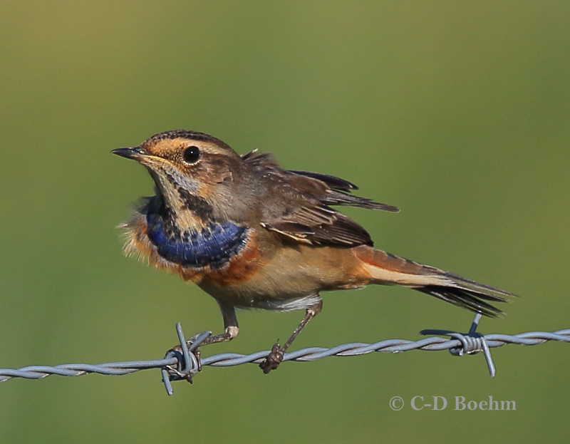 03 Blaukehlchen  M.  20.08.2019 m.K