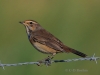 02 Blaukehlchen  M.  20.08.2019 m.K
