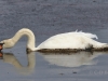 04 Hoeckerschwan 17.09.2019 m.K