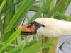 05 Hoeckerschwan 17.09.2019 m.K