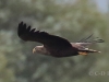 07 Seeadler ad. 17.09.2019 m.K
