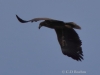 08 Seeadler dj 17.09.2019 m.K