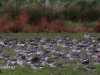 10 Situation Kleines Vogelbiotop17.09.2019 m.K