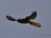 06 Turmfalke 19.09.2019 m.K