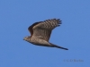 05 Sperber  07.10.2019 m.K