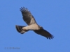 06 Sperber  07.10.2019 m.K