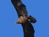 04 Seeadler  JK  28.10.2019 m.K