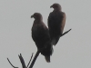 01 Seeadler Paar  29.12.2019 m.K