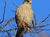 01 Turmfalke M 21.01.2020 m.K