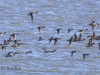 02  Enten  17.02.2020