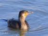 04 Kormoran  17.02.2020