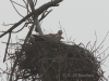 05 Seeadler ad.  17.02.2020