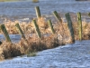 06 Wasserstand 17.02.2020