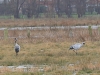 06 Kranich 25.02.2020