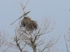 07 Seeadler ad  25.02.2020