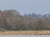 08 Moewen  25.02.2020