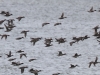 04 Enten  01.03.2020 m.K
