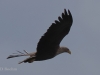 05 Seeadler ad.  01.03.2020 m.K