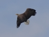 01 Seeadler ad 16.03.2020