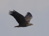 02 Seeadler ad 16.03.2020