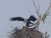 03 Seeadler ad 16.03.2020