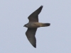 04 Wanderfalke JK 16.03.2020