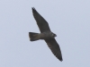 05 Wanderfalke JK 16.03.2020