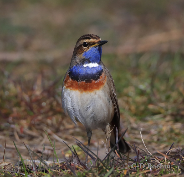 01 Blaukehlchen M 26.03.2020 m.K