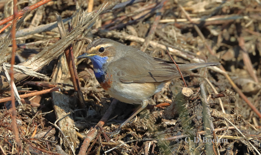 02 Blaukehlchen M 26.03.2020 m.K