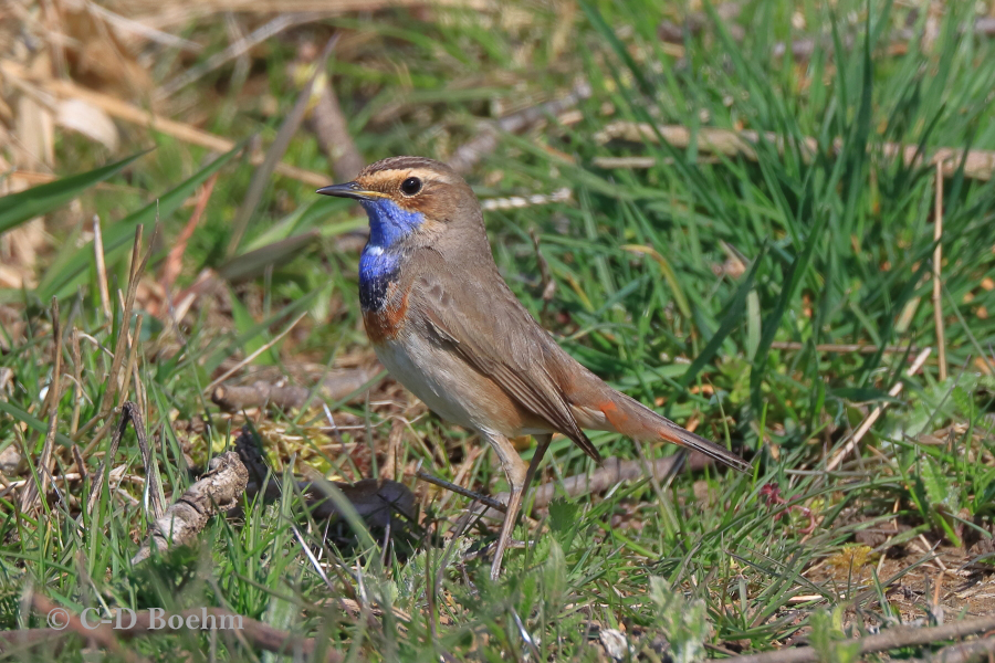 03 Blaukehlchen M 26.03.2020 m.K