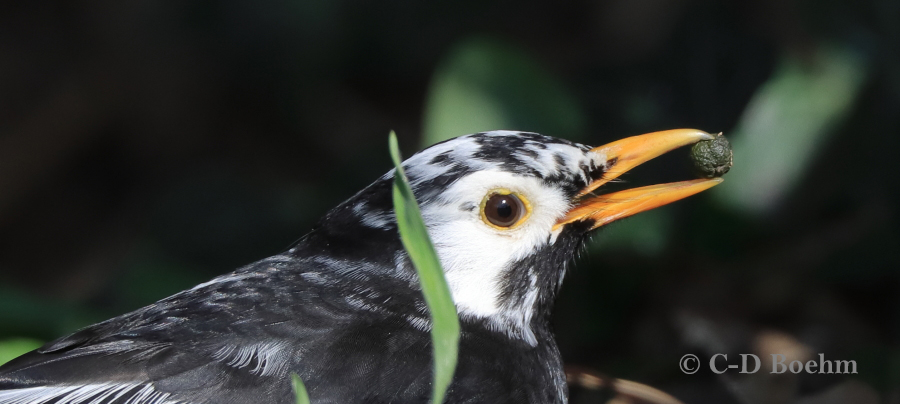 04 Amsel  26.03.2020 m.K