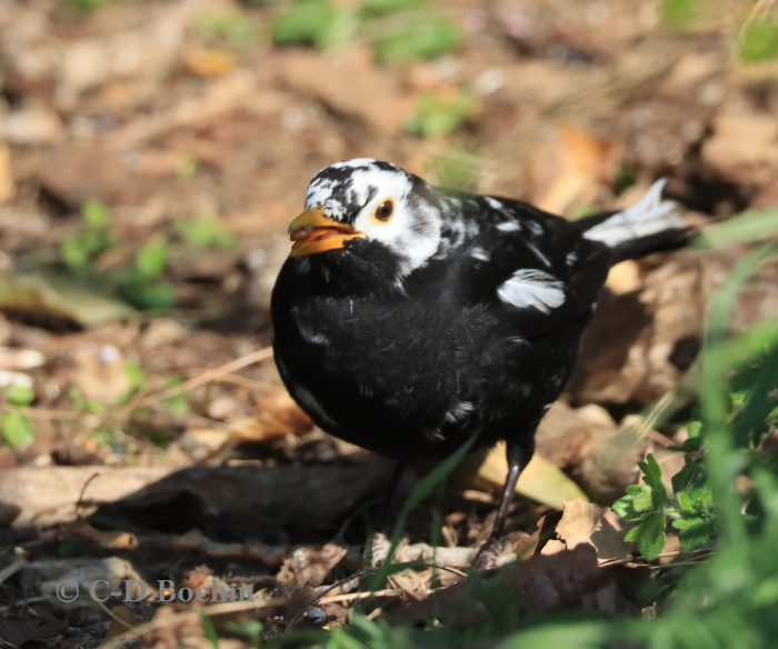 05 Amsel  26.03.2020 m.K