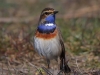 01 Blaukehlchen M 26.03.2020 m.K