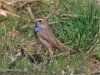 03 Blaukehlchen M 26.03.2020 m.K