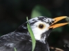 04 Amsel  26.03.2020 m.K