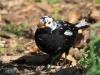 05 Amsel  26.03.2020 m.K