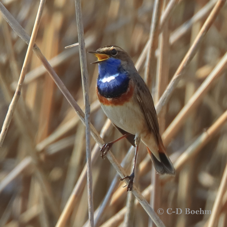 06 Blaukehlchen  28.03.2020 m.K