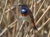 05 Blaukehlchen  28.03.2020 m.K