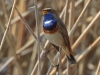 06 Blaukehlchen  28.03.2020 m.K